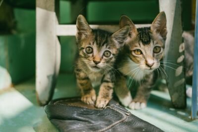 Dicas para Garantir o Bem-Estar Animal